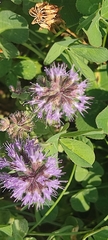 Mentheae