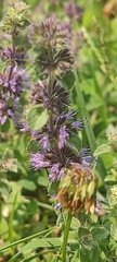 Mentheae