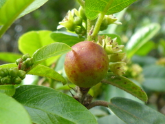 Frangula californica californica