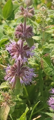 Mentheae