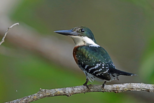 Green Kingfisher