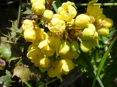 Berberis pinnata pinnata