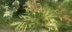 Sambucus ebulus