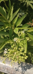 Sambucus ebulus