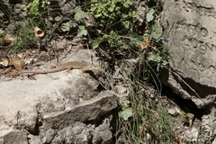 Timon lepidus