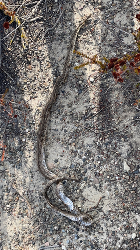 iNaturalist observation photo of San Diego Gopher Snake
