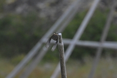 Oenanthe isabellina