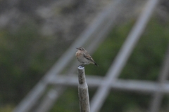Oenanthe isabellina