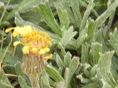Senecio ceratophylloides