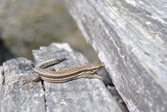 Podarcis muralis breviceps