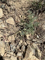 Lomatium cuspidatum