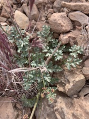 Cymopterus purpureus
