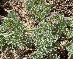 Lomatium cuspidatum