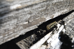 Podarcis muralis breviceps