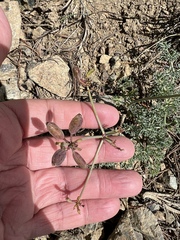 Lomatium cuspidatum