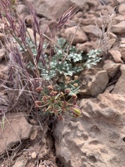 Cymopterus purpureus