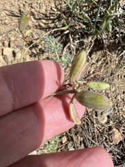 Lomatium cuspidatum