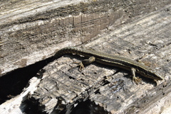 Podarcis muralis breviceps