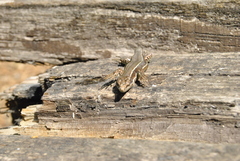 Podarcis muralis breviceps