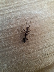 Neocompsa exclamationis