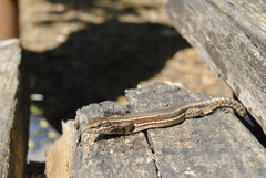 Podarcis muralis breviceps