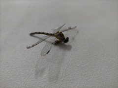 Onychogomphus