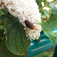 Volucella zonaria