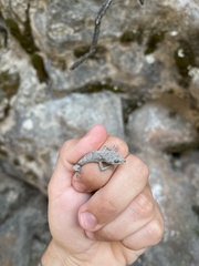 Mediodactylus danilewskii