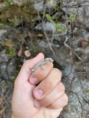 Mediodactylus danilewskii