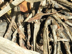 Anolis hispaniolae