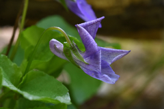 Viola