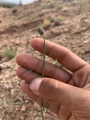 Dalea searlsiae