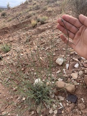 Dalea searlsiae
