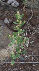 Chenopodium striatiforme