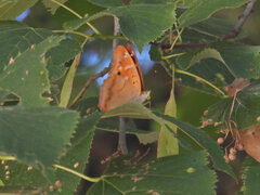Apatura ilia