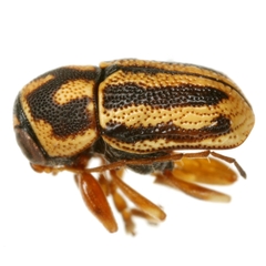 Pachybrachis bloxham