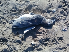 Spheniscus magellanicus