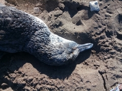 Spheniscus magellanicus