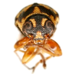 Pachybrachis bloxham