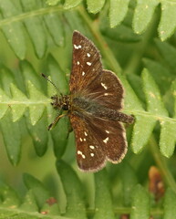 Piruna polingii
