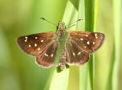 Piruna polingii