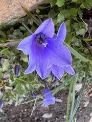 Campanula lasiocarpa