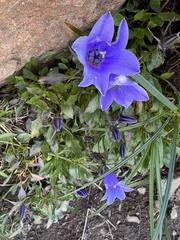 Campanula lasiocarpa
