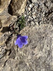 Campanula lasiocarpa