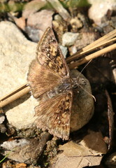 Erynnis pacuvius