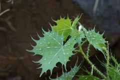 Cnidoscolus angustidens