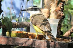 Pitangus sulphuratus