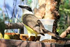 Pitangus sulphuratus