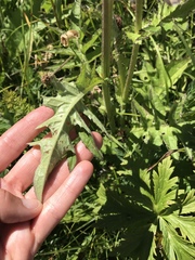 Cirsium rivulare