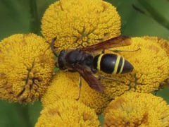 Ancistrocerus trifasciatus